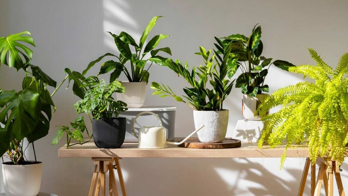 Best 5 enduring indoor plants ideal for home décor