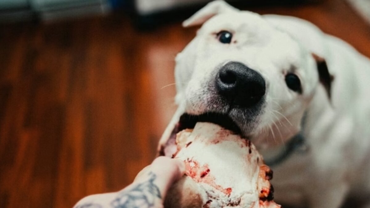 Valentine’s Day 2024: Gift your paw friends with the tastiest homemade treats