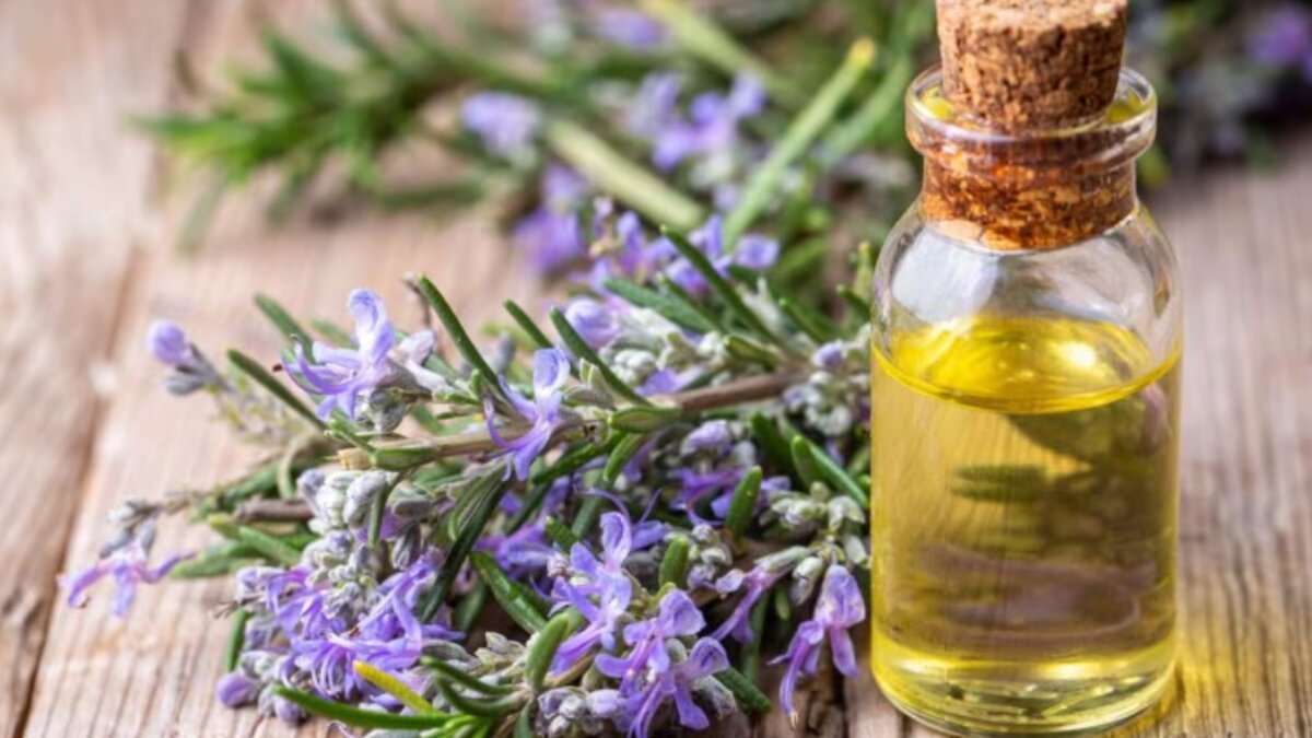 Best 5 rosemary oil recommendations for follicle nourishment and scalp health
