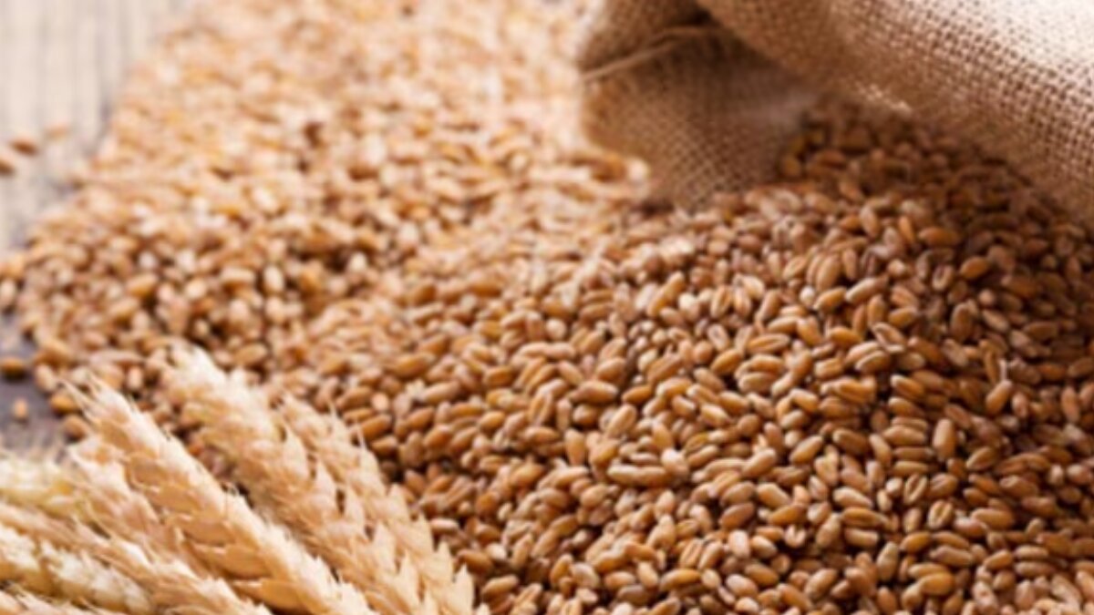 Govt rules weekly reporting of wheat inventories to amplify food security measures