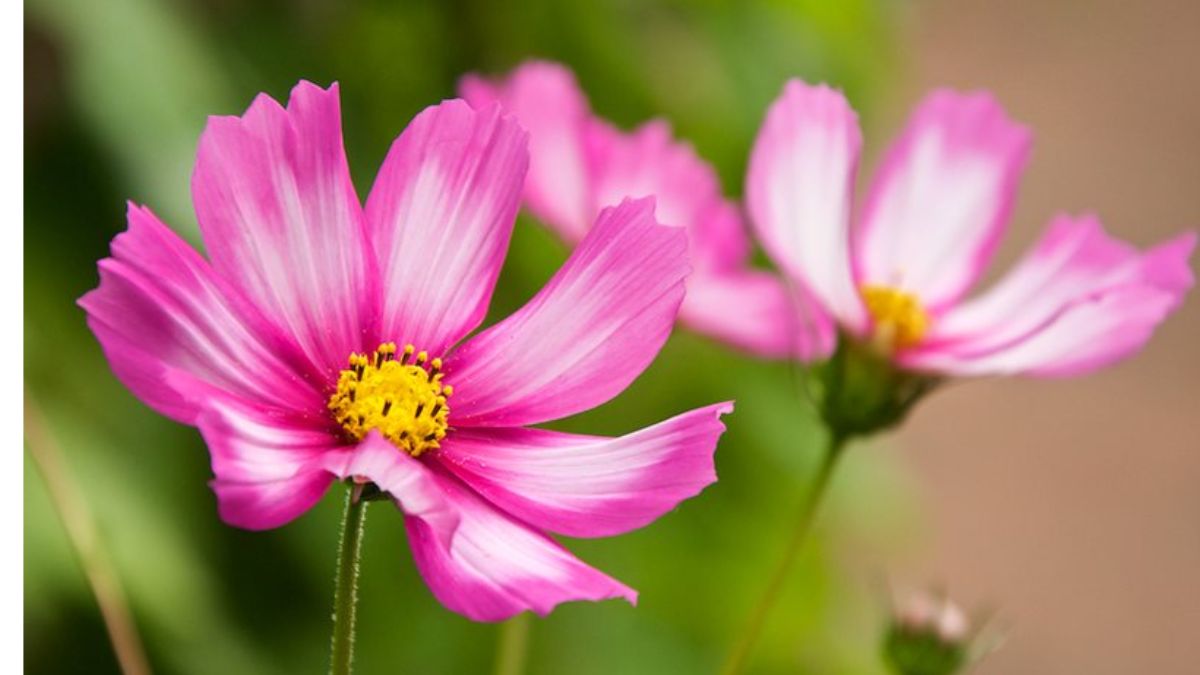5 best flowering plants to buy in summer
