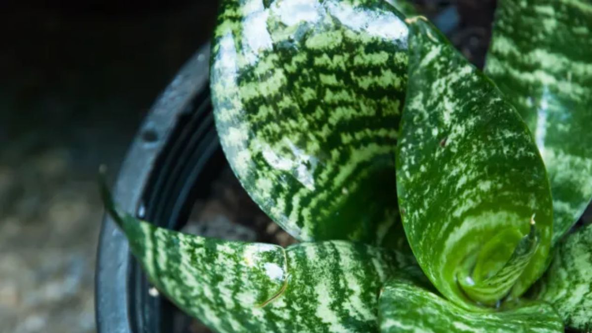 5 low-maintenance plants that can clean the air in your home