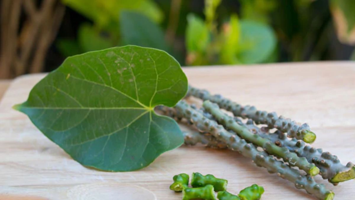 5 stunning benefits of immunity booster Giloy