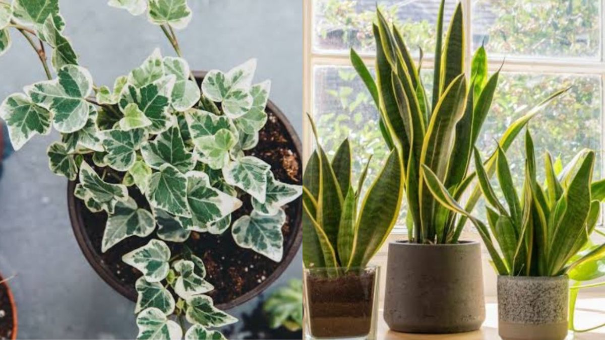 Nature’s Clean Air Squad: 7 Plants to Purify and Refresh Your Indoor Atmosphere