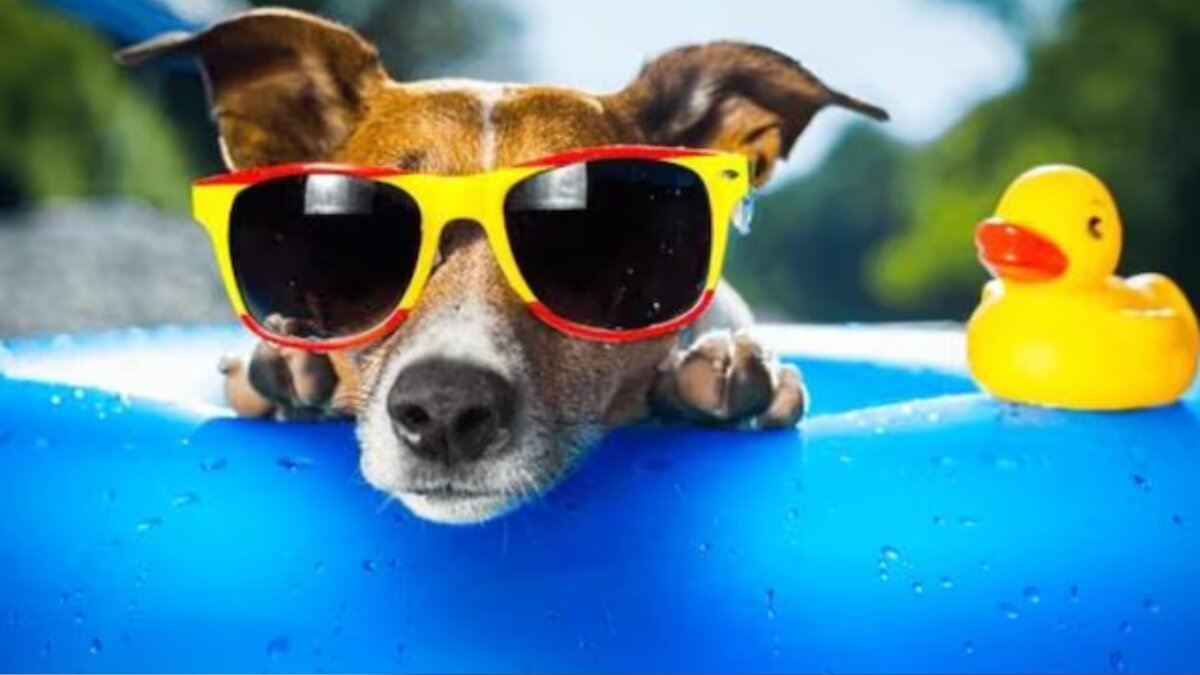 5 easy pet care tips to protect your furry friends from the extreme heatwave