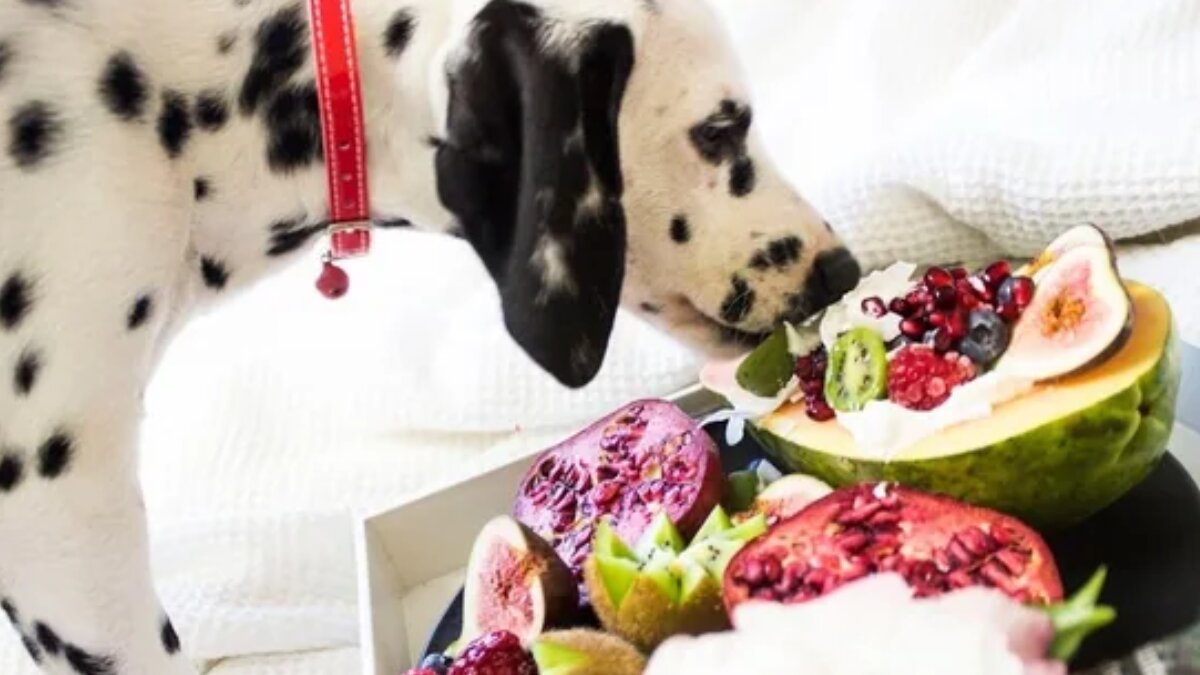 Cooling foods: 7 summertime fruits and veggies for your dog’s health