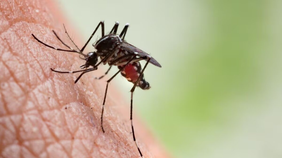 Effective wellness tips to prevent mosquito bites in summer