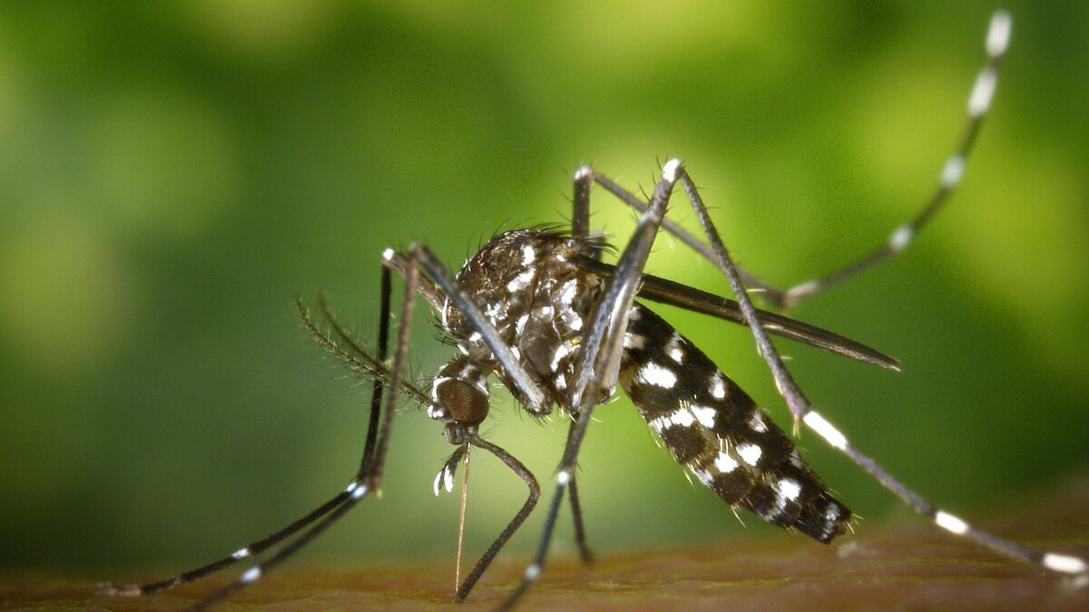 81% of West India Believes Dengue and Malaria are No Longer ‘Seasonal’
