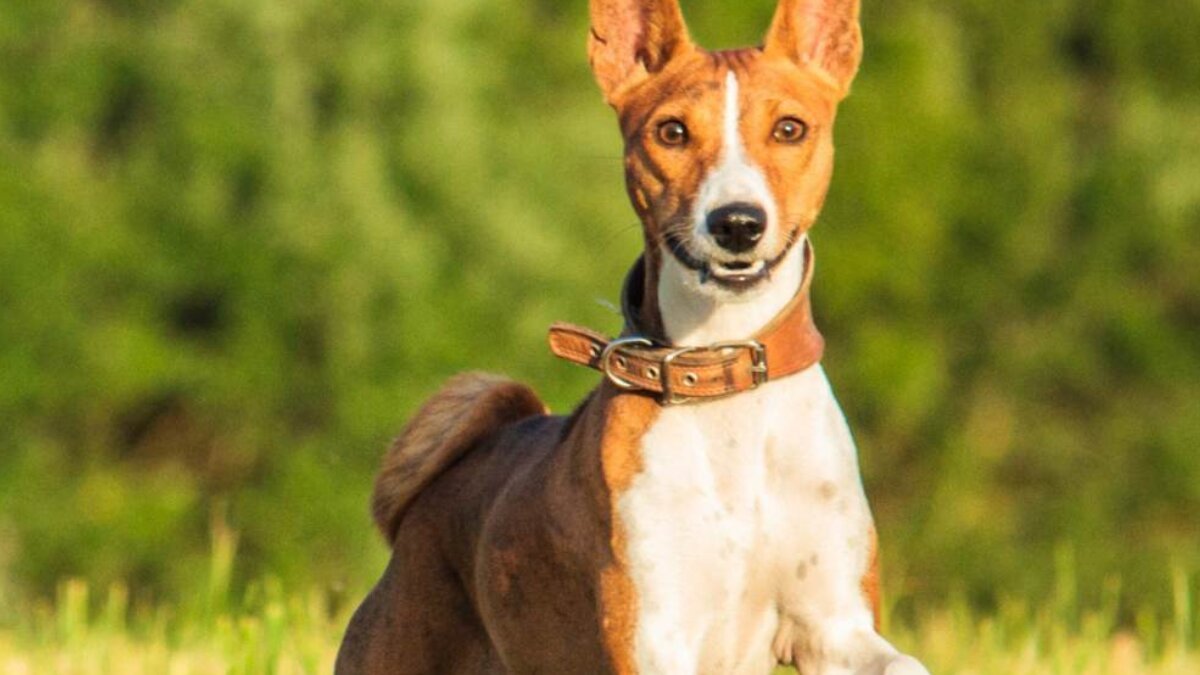 India’s Pet-Care Boom: How Brands Like Zigly Are Expanding Footprints to Meet a $25 Billion Opportunity