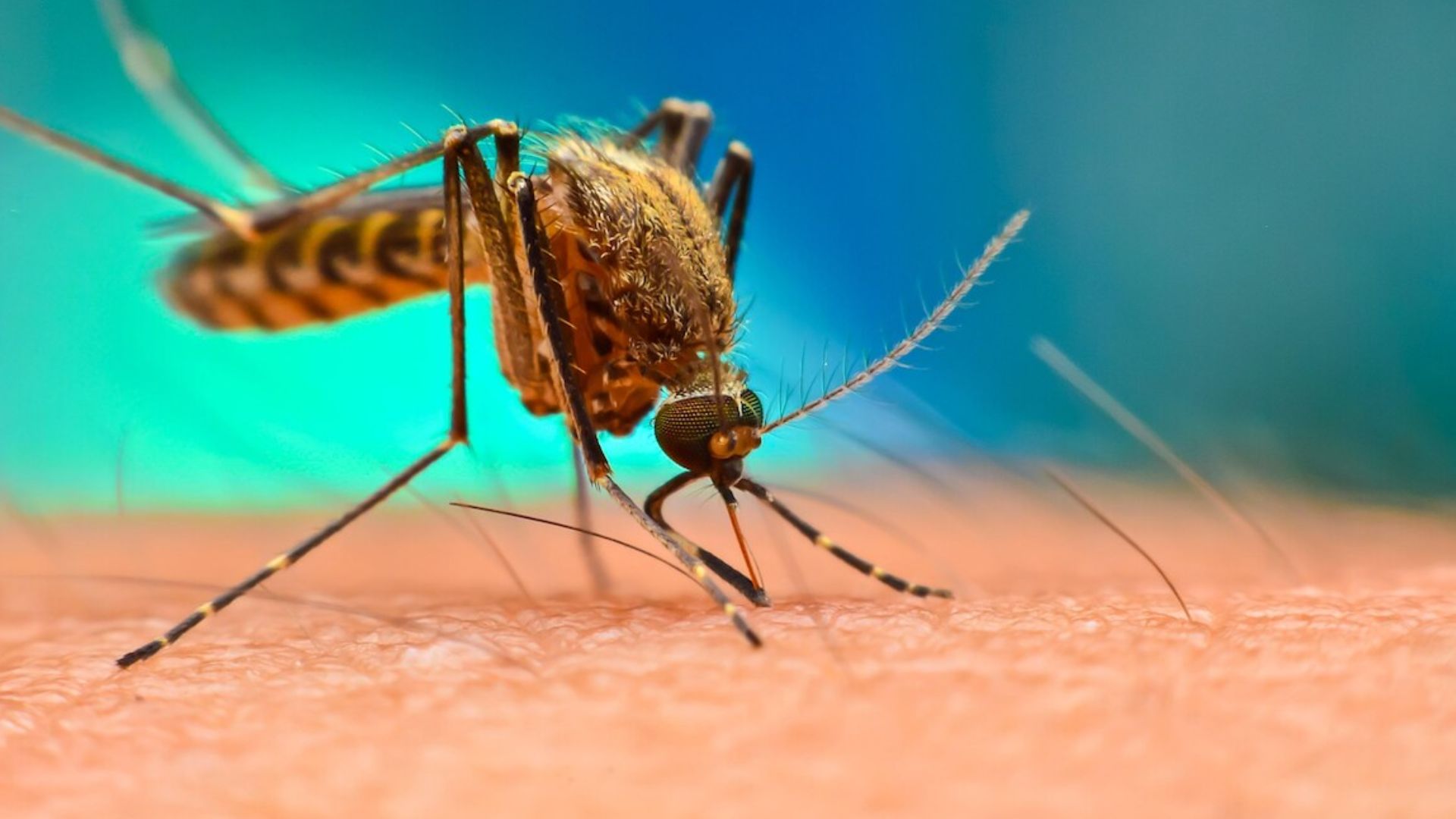 Doctors Compare Health Risks of Illegal Mosquito Agarbattis to Cigarette Smoke: Study